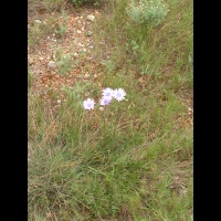 Chicoree sauvage (Cichorium intybus) (Aude) (1)